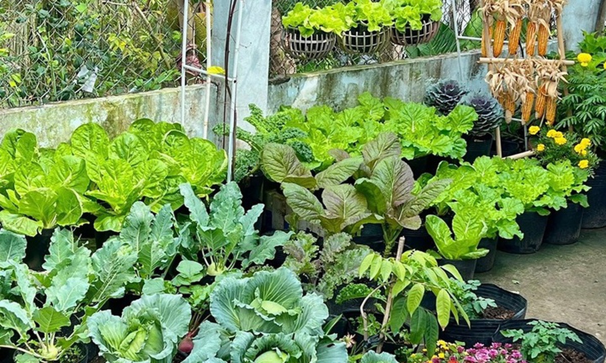 Ngỡ ngàng nam công nhân biến khoảng sân trọ 3m2 thành vườn rau quả "lúc lỉu"