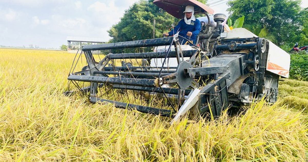 Giá lúa gạo giảm, không để xảy ra cảnh thương lái ép giá nông dân