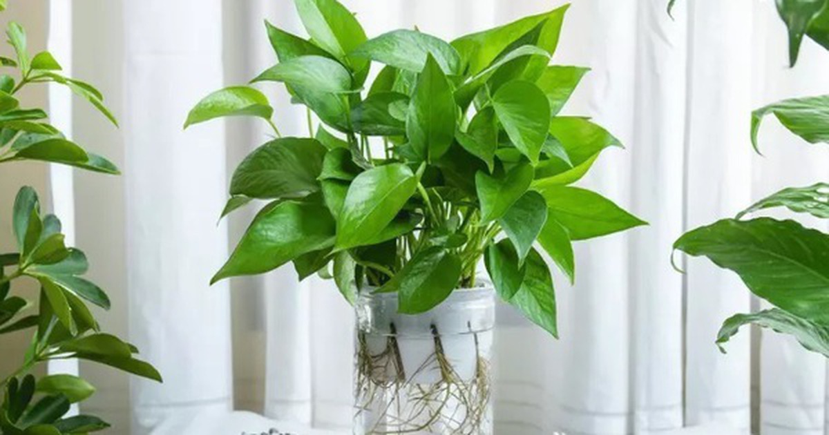 3 loại cây giúp tâm trạng tốt lên từng ngày: Biết trồng còn khỏe “toàn thân”