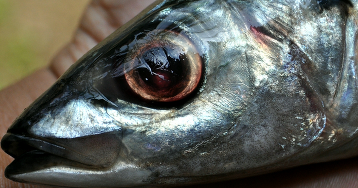 Chuyên gia Mỹ khen loại cá "tốt nhất thế giới", hóa ra ở Việt Nam hễ ra chợ là thấy