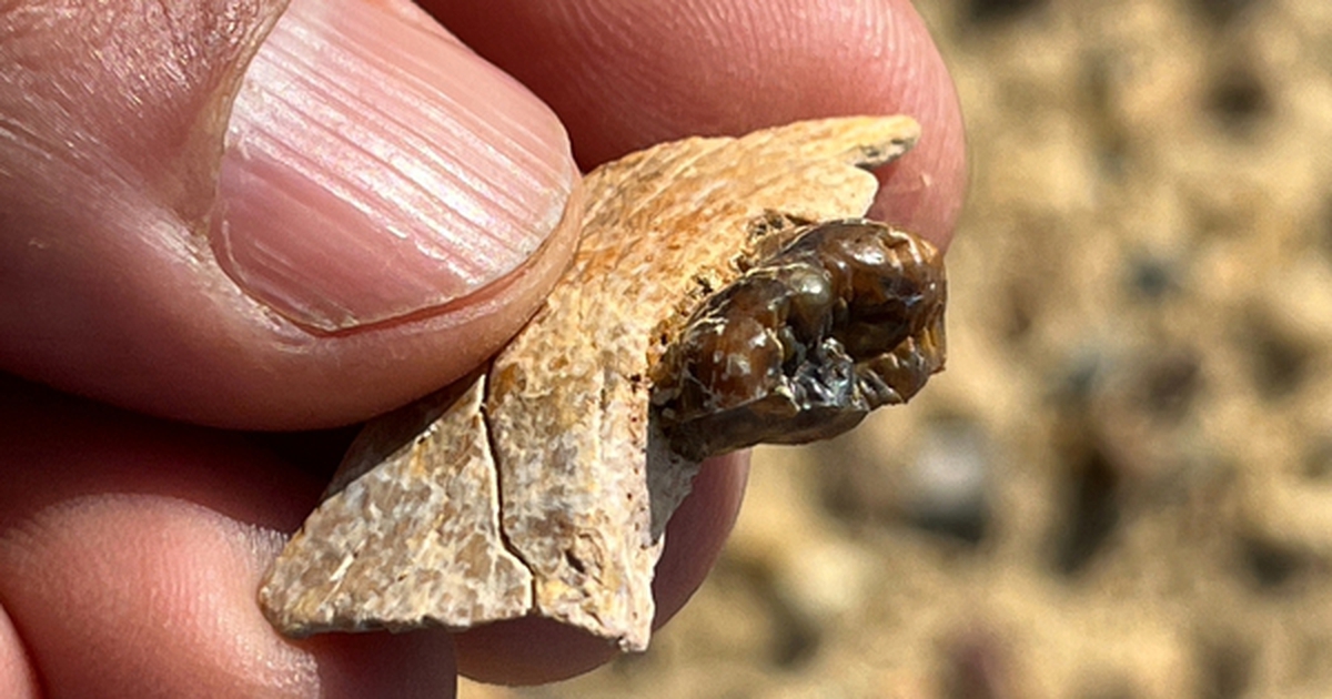 Sinh vật lạ ở Ai Cập vừa làm thay đổi lịch sử loài người