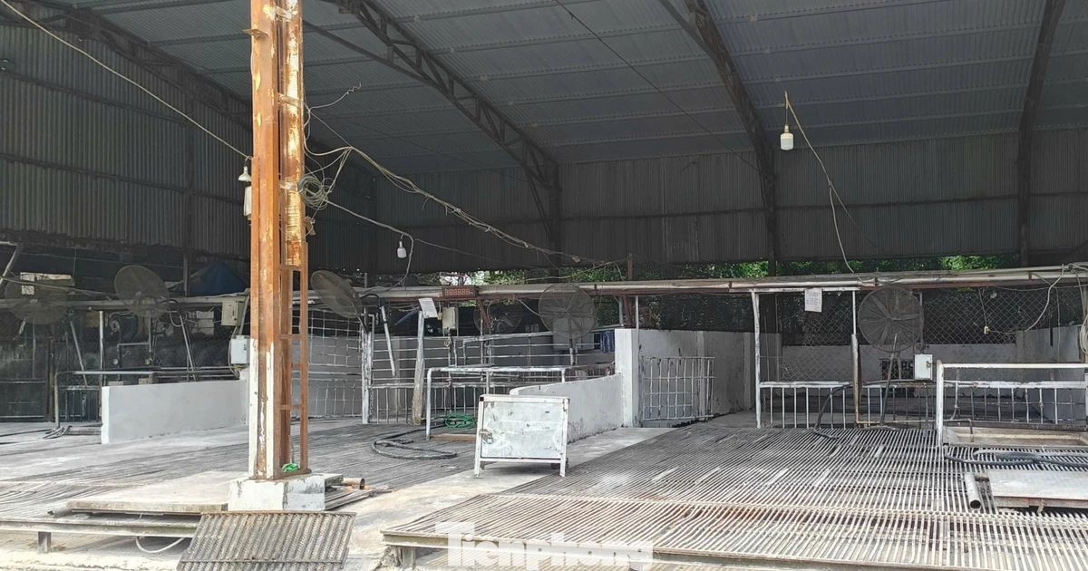 Tận thấy lò mổ gần 300 tấn lợn bệnh ở Hà Nội