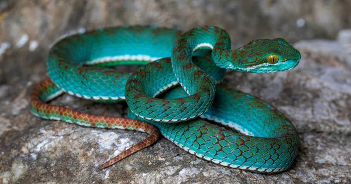 Lộ diện một loạt sinh vật chưa từng biết từ hang động Campuchia