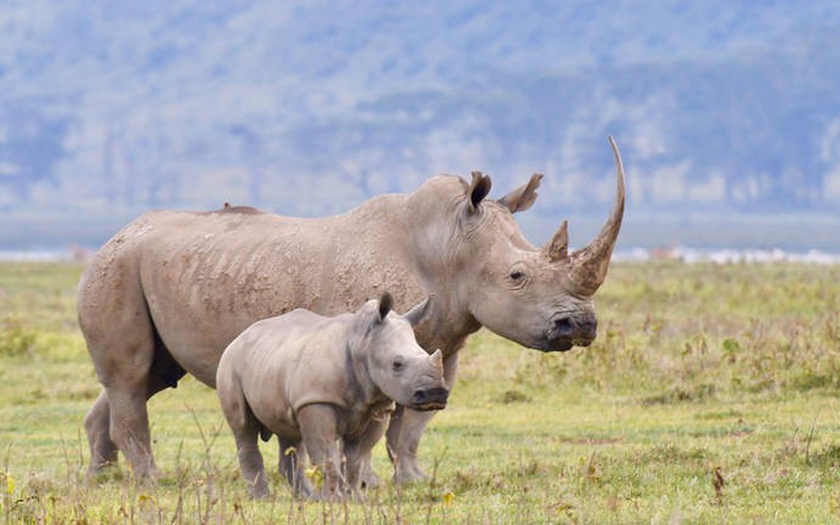 Phía Nam Phi nói gì về việc đại gia Khoa 'kim cương' bị bắt giữ?