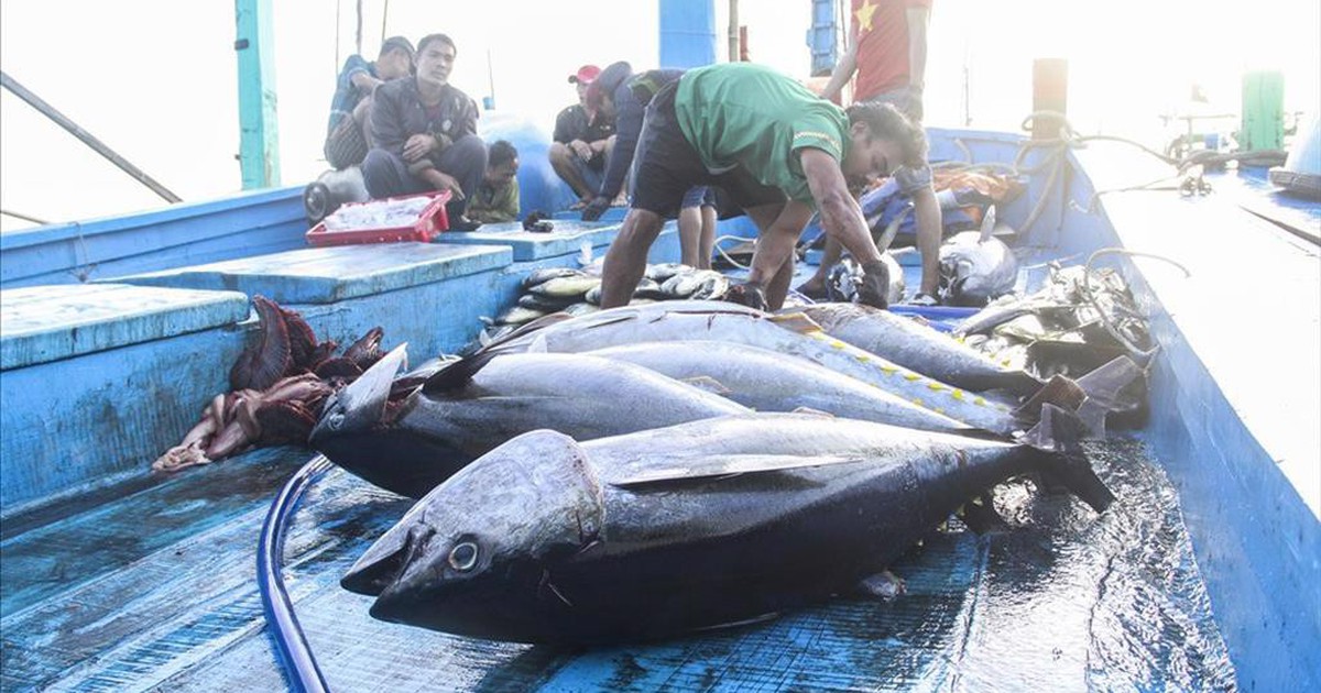 'Làn bơi' qua Mỹ của cá ngừ gặp nhiều rào cản