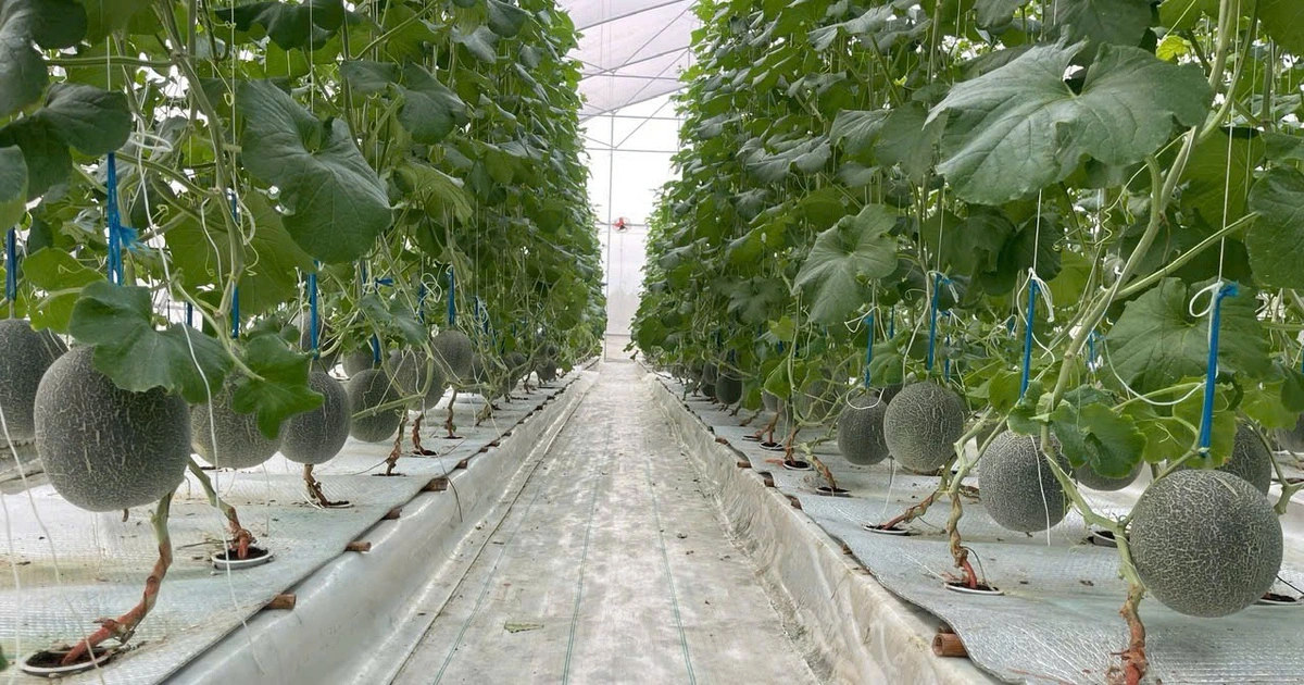 Kỹ sư xây dựng làm nông nghiệp công nghệ cao với mô hình trồng dưa lưới