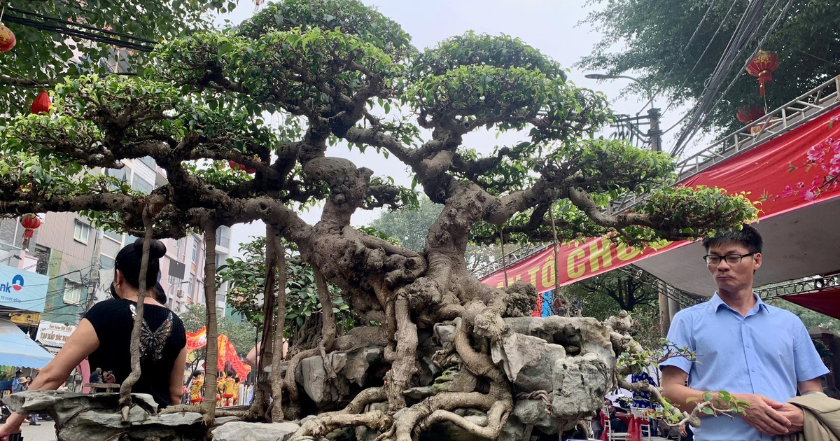 Thú chơi cây cảnh 'hái' ra tiền tỉ ở làng Triều Khúc