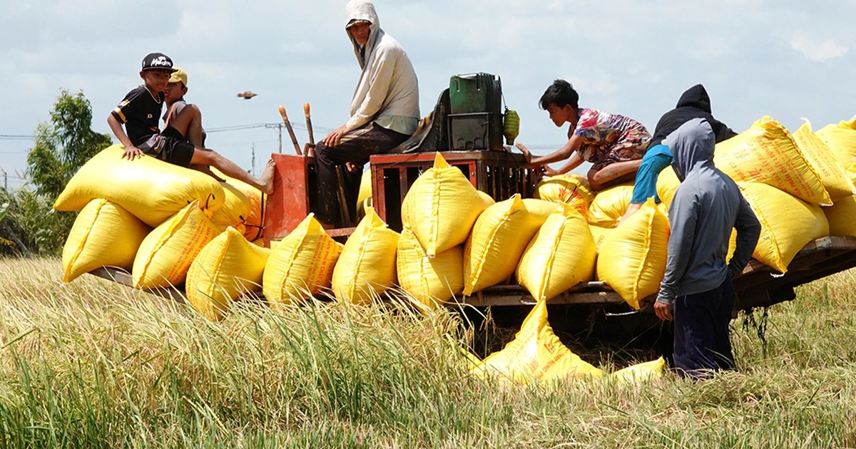 Thế khó của hạt gạo