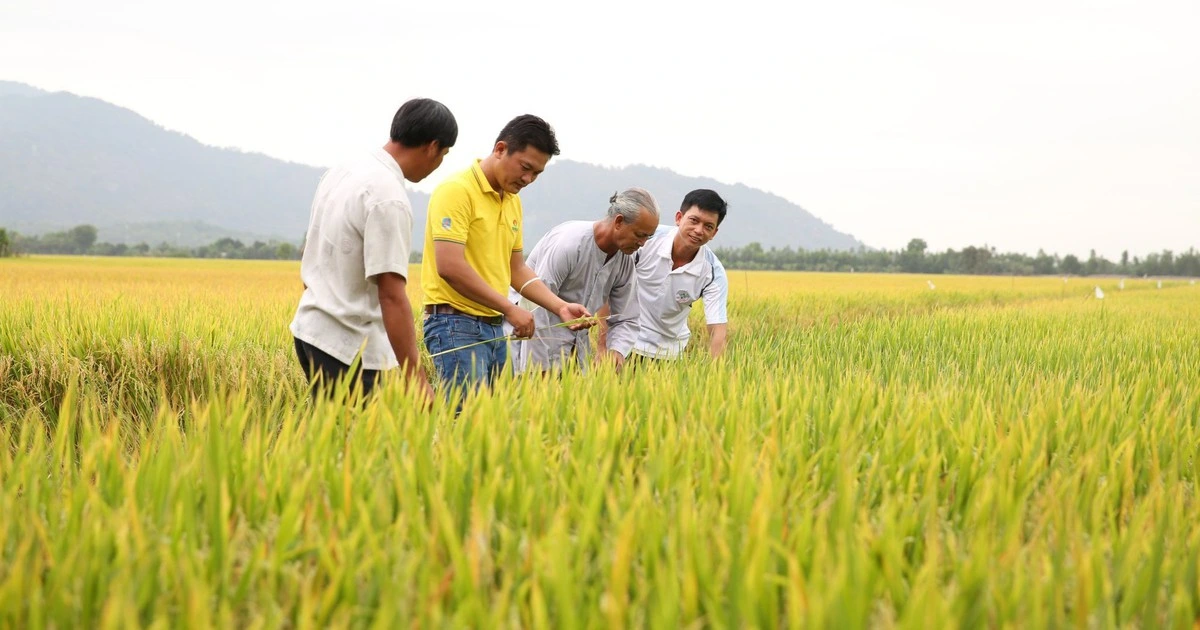 'Cai' thuốc bảo vệ thực vật cho nông sản