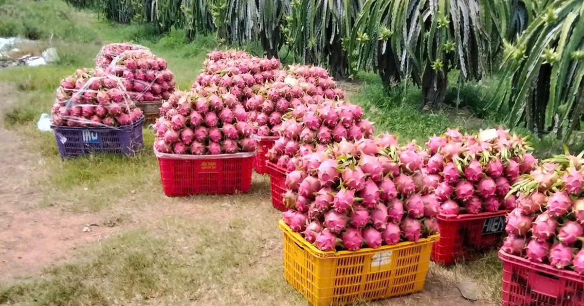 'Siết' dư lượng thuốc bảo vệ thực vật với thanh long, sầu riêng, chanh leo...