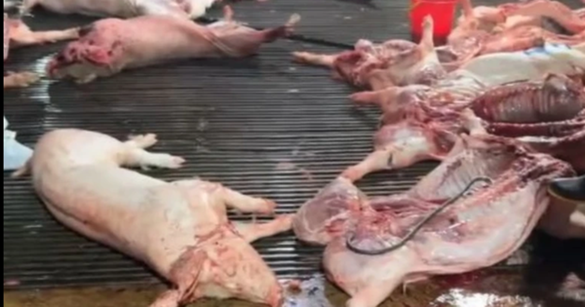 Vụ heo bệnh vào trường học: Công ty CP Dịch vụ suất ăn Công nghiệp Hà Nội nói mình là "nạn nhân"